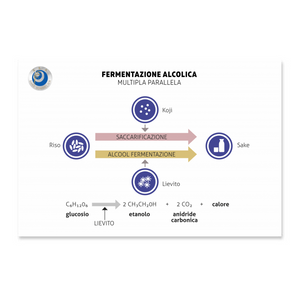Fermentazione Alcolica Multipla Parallela - Poster