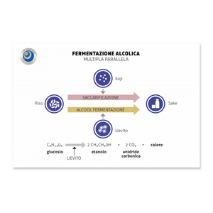 Fermentazione Alcolica Multipla Parallela - Poster