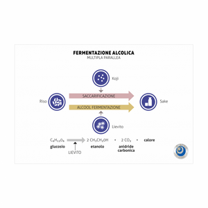Fermentazione alcolica multipla parallela - Canvas